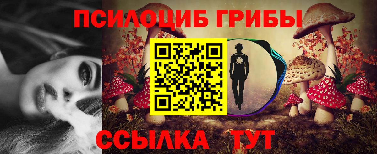 Галлюциногенные грибы Psilocybe Березники
